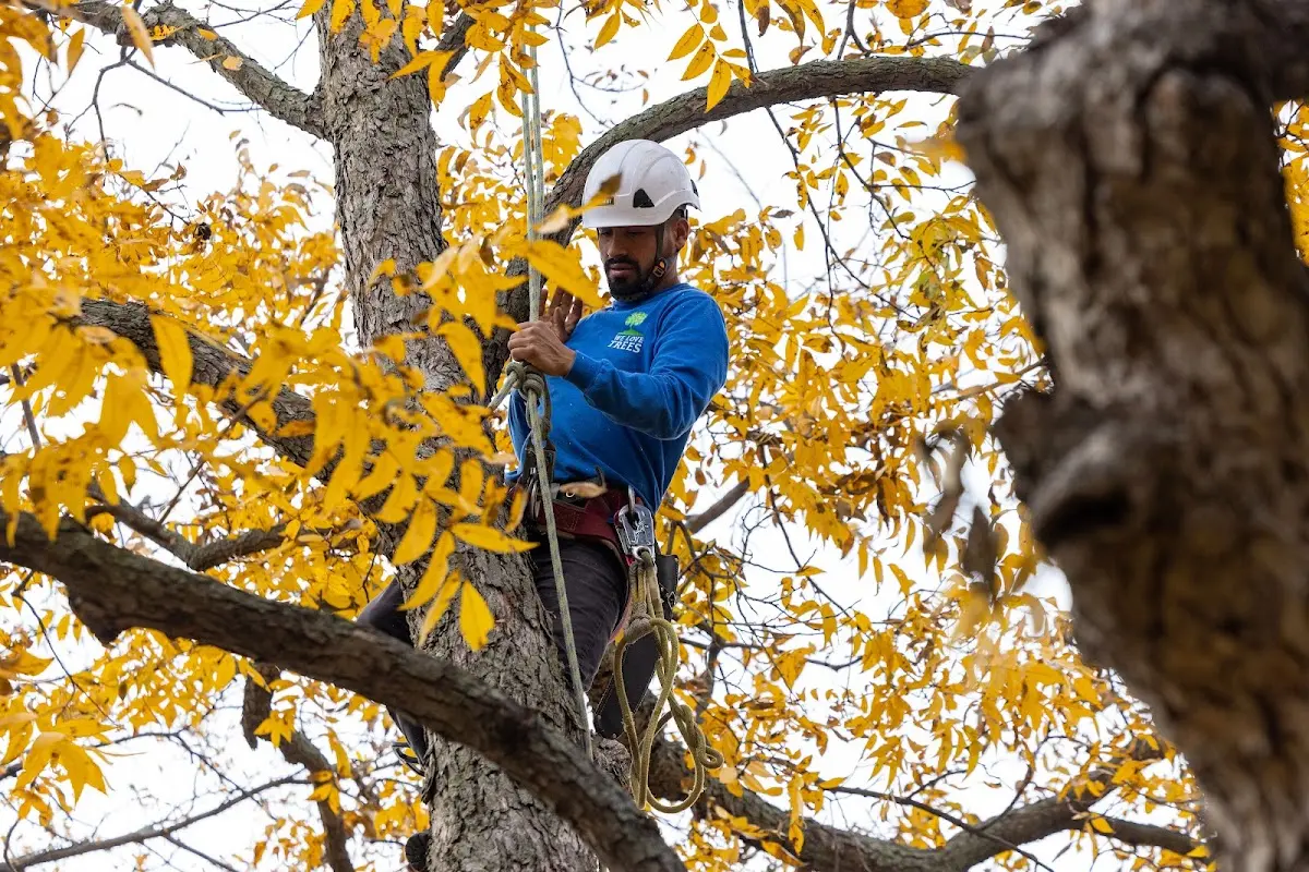 Skilled Emergency Tree Service crew working in Forsan
